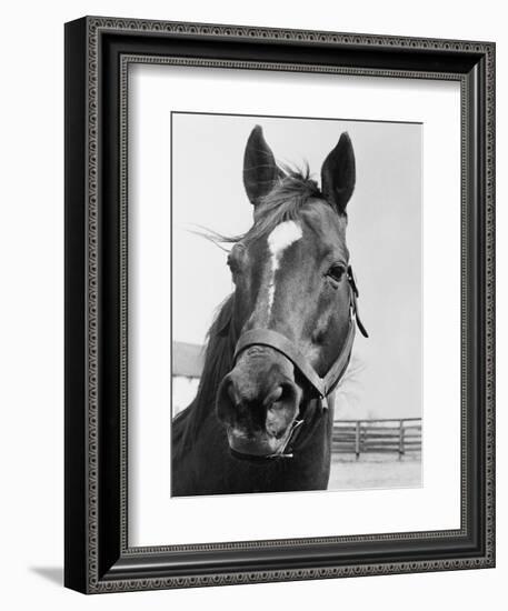 Man O' War Relaxing on His Farm-Bettmann-Framed Premium Photographic Print