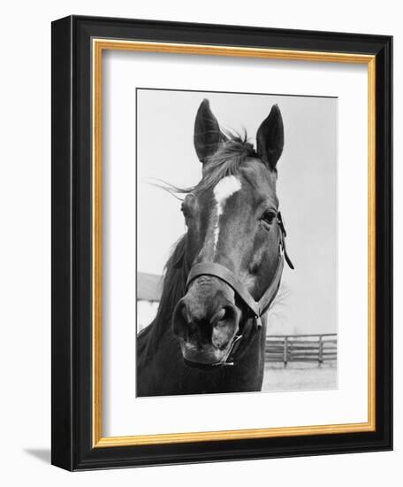 Man O' War Relaxing on His Farm-Bettmann-Framed Premium Photographic Print