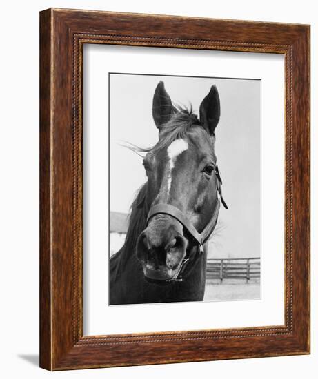 Man O' War Relaxing on His Farm-Bettmann-Framed Photographic Print