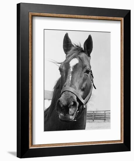 Man O' War Relaxing on His Farm-Bettmann-Framed Photographic Print