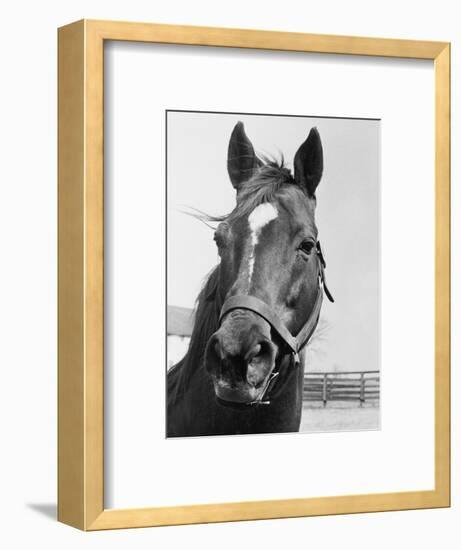 Man O' War Relaxing on His Farm-Bettmann-Framed Photographic Print