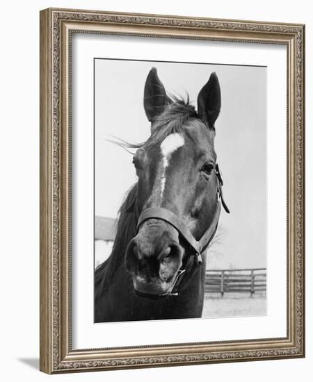 Man O' War Relaxing on His Farm-Bettmann-Framed Photographic Print