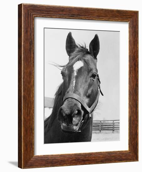 Man O' War Relaxing on His Farm-Bettmann-Framed Photographic Print