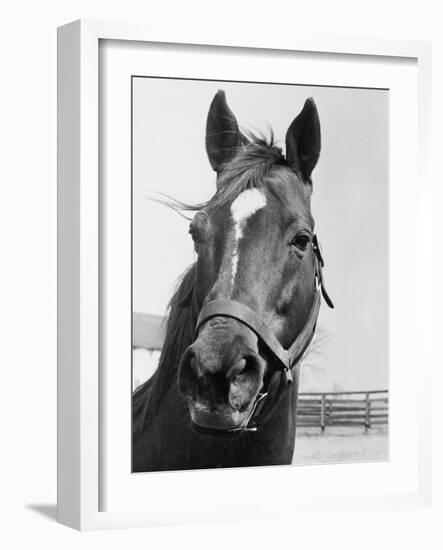 Man O' War Relaxing on His Farm-Bettmann-Framed Photographic Print