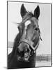 Man O' War Relaxing on His Farm-Bettmann-Mounted Photographic Print