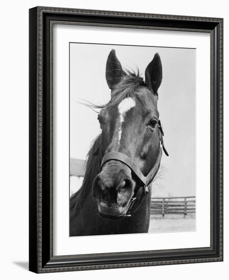 Man O' War Relaxing on His Farm-Bettmann-Framed Photographic Print