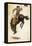 Man on Bucking Bronco, 1902-Newell Convers Wyeth-Framed Premier Image Canvas