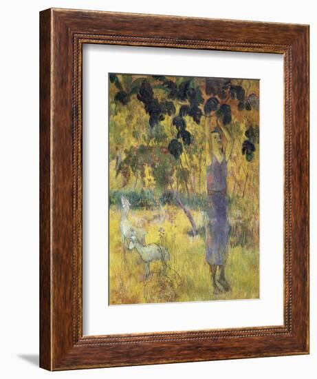 Man Picking Fruit from a Tree, 1897-Paul Gauguin-Framed Giclee Print