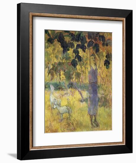 Man Picking Fruit from a Tree, 1897-Paul Gauguin-Framed Giclee Print