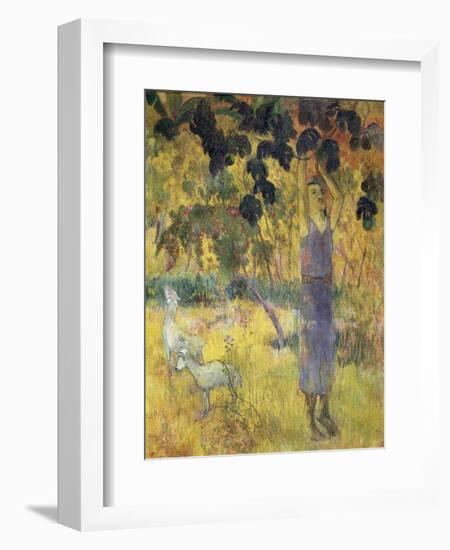 Man Picking Fruit from a Tree, 1897-Paul Gauguin-Framed Giclee Print