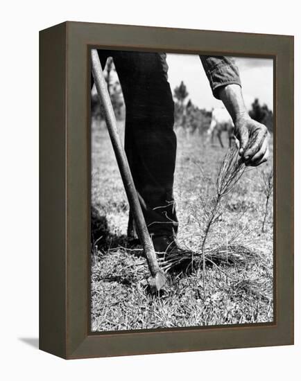 Man Planting Pine Tree Seedlings-Hansel Mieth-Framed Premier Image Canvas