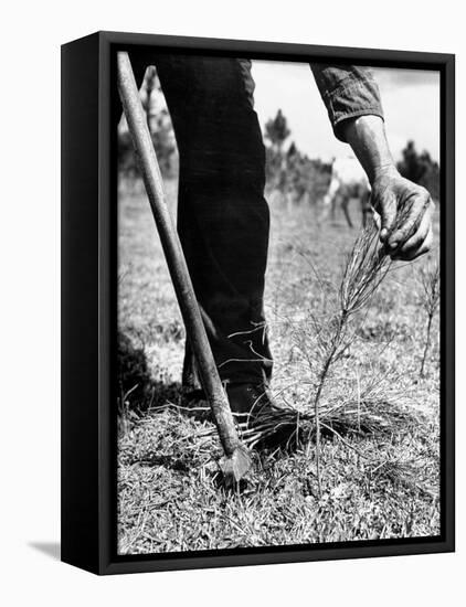 Man Planting Pine Tree Seedlings-Hansel Mieth-Framed Premier Image Canvas
