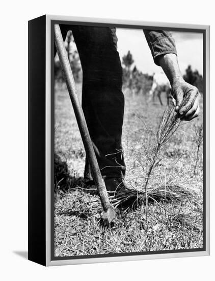 Man Planting Pine Tree Seedlings-Hansel Mieth-Framed Premier Image Canvas