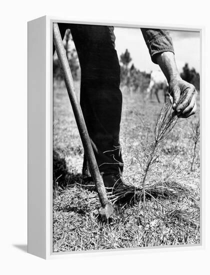 Man Planting Pine Tree Seedlings-Hansel Mieth-Framed Premier Image Canvas