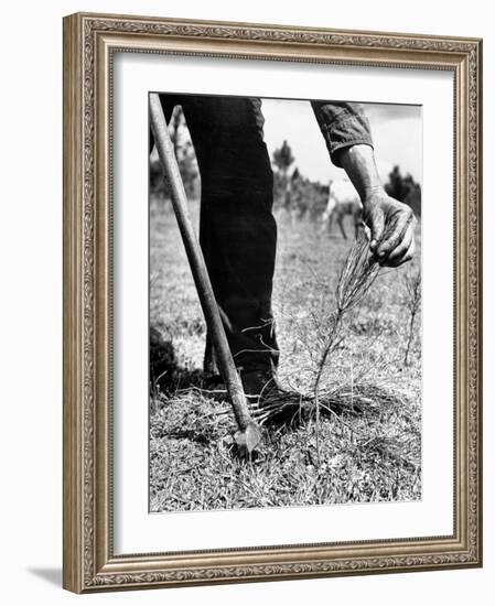 Man Planting Pine Tree Seedlings-Hansel Mieth-Framed Photographic Print