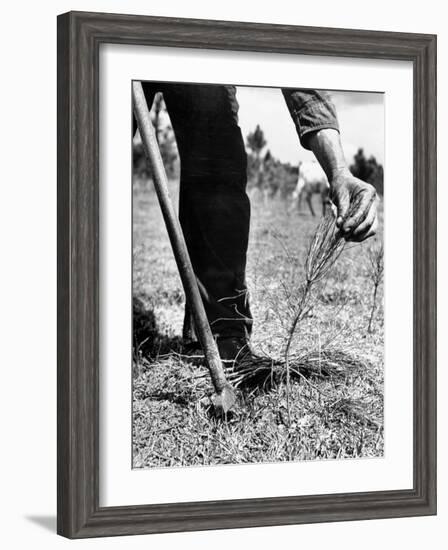 Man Planting Pine Tree Seedlings-Hansel Mieth-Framed Photographic Print