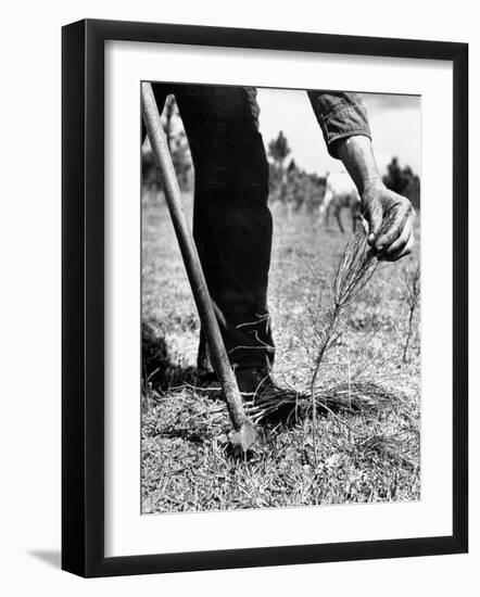 Man Planting Pine Tree Seedlings-Hansel Mieth-Framed Photographic Print