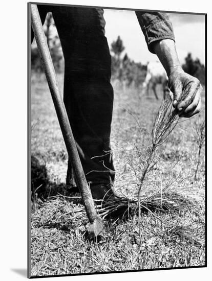 Man Planting Pine Tree Seedlings-Hansel Mieth-Mounted Photographic Print