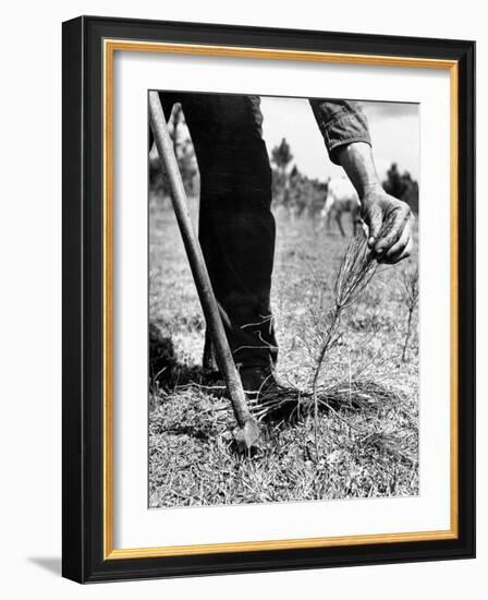 Man Planting Pine Tree Seedlings-Hansel Mieth-Framed Photographic Print