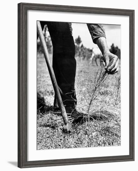 Man Planting Pine Tree Seedlings-Hansel Mieth-Framed Photographic Print