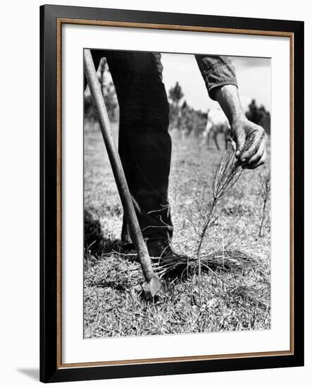 Man Planting Pine Tree Seedlings-Hansel Mieth-Framed Photographic Print