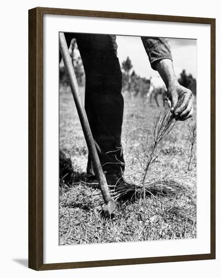 Man Planting Pine Tree Seedlings-Hansel Mieth-Framed Photographic Print