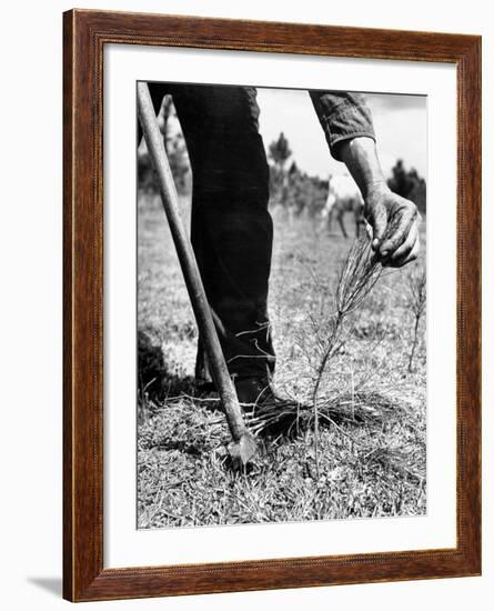 Man Planting Pine Tree Seedlings-Hansel Mieth-Framed Photographic Print