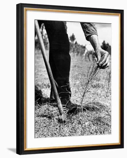 Man Planting Pine Tree Seedlings-Hansel Mieth-Framed Photographic Print