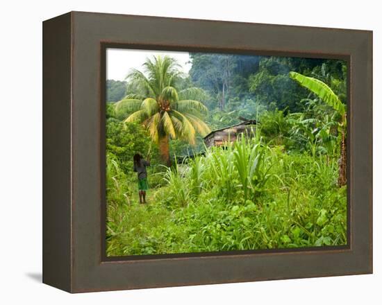 Man Poking a Coconut from a Tree on His Farm, Delices, Dominica, Windward Islands, West Indies, Car-Kim Walker-Framed Premier Image Canvas