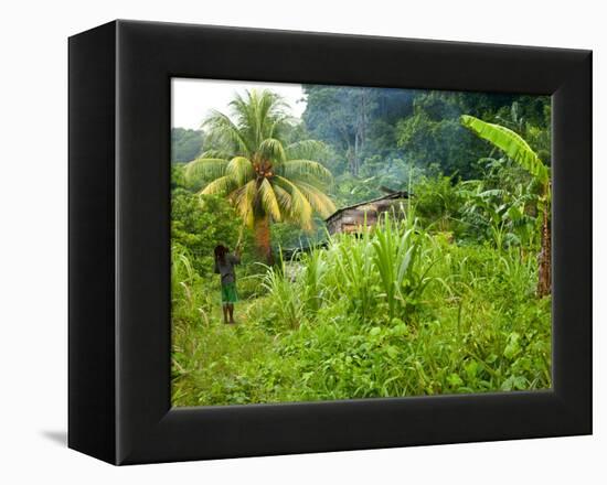 Man Poking a Coconut from a Tree on His Farm, Delices, Dominica, Windward Islands, West Indies, Car-Kim Walker-Framed Premier Image Canvas