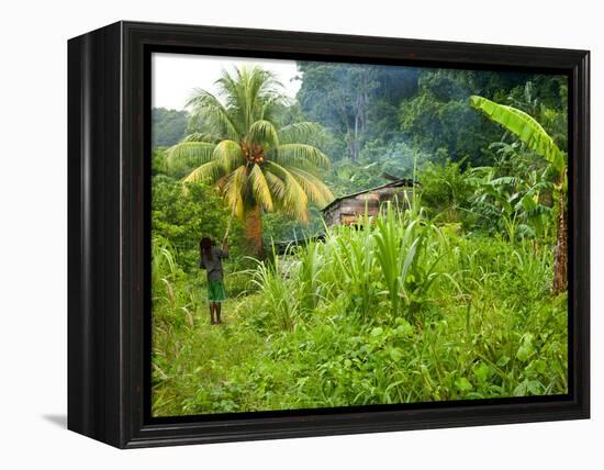 Man Poking a Coconut from a Tree on His Farm, Delices, Dominica, Windward Islands, West Indies, Car-Kim Walker-Framed Premier Image Canvas