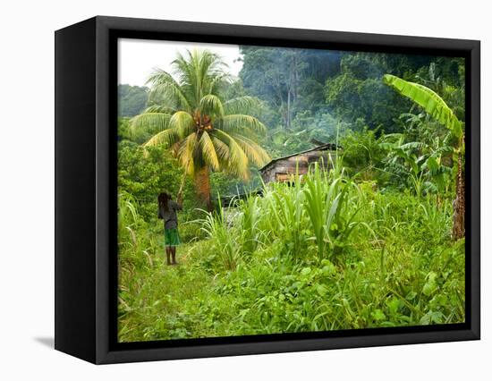 Man Poking a Coconut from a Tree on His Farm, Delices, Dominica, Windward Islands, West Indies, Car-Kim Walker-Framed Premier Image Canvas