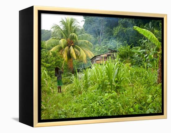 Man Poking a Coconut from a Tree on His Farm, Delices, Dominica, Windward Islands, West Indies, Car-Kim Walker-Framed Premier Image Canvas