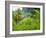 Man Poking a Coconut from a Tree on His Farm, Delices, Dominica, Windward Islands, West Indies, Car-Kim Walker-Framed Photographic Print