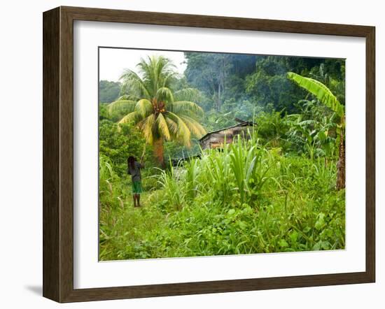 Man Poking a Coconut from a Tree on His Farm, Delices, Dominica, Windward Islands, West Indies, Car-Kim Walker-Framed Photographic Print