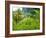 Man Poking a Coconut from a Tree on His Farm, Delices, Dominica, Windward Islands, West Indies, Car-Kim Walker-Framed Photographic Print