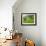 Man Poking a Coconut from a Tree on His Farm, Delices, Dominica, Windward Islands, West Indies, Car-Kim Walker-Framed Photographic Print displayed on a wall