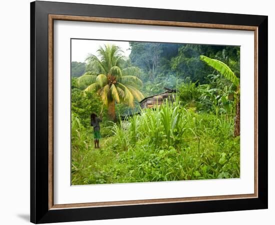 Man Poking a Coconut from a Tree on His Farm, Delices, Dominica, Windward Islands, West Indies, Car-Kim Walker-Framed Photographic Print