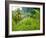 Man Poking a Coconut from a Tree on His Farm, Delices, Dominica, Windward Islands, West Indies, Car-Kim Walker-Framed Photographic Print