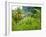 Man Poking a Coconut from a Tree on His Farm, Delices, Dominica, Windward Islands, West Indies, Car-Kim Walker-Framed Photographic Print