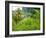 Man Poking a Coconut from a Tree on His Farm, Delices, Dominica, Windward Islands, West Indies, Car-Kim Walker-Framed Photographic Print