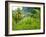 Man Poking a Coconut from a Tree on His Farm, Delices, Dominica, Windward Islands, West Indies, Car-Kim Walker-Framed Photographic Print