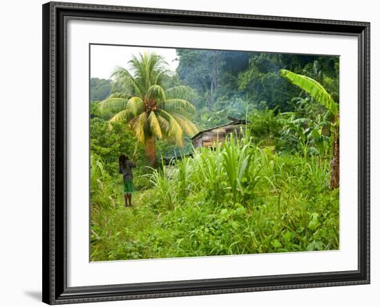 Man Poking a Coconut from a Tree on His Farm, Delices, Dominica, Windward Islands, West Indies, Car-Kim Walker-Framed Photographic Print