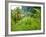 Man Poking a Coconut from a Tree on His Farm, Delices, Dominica, Windward Islands, West Indies, Car-Kim Walker-Framed Photographic Print