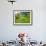 Man Poking a Coconut from a Tree on His Farm, Delices, Dominica, Windward Islands, West Indies, Car-Kim Walker-Framed Photographic Print displayed on a wall