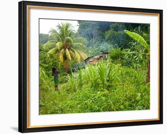 Man Poking a Coconut from a Tree on His Farm, Delices, Dominica, Windward Islands, West Indies, Car-Kim Walker-Framed Photographic Print