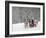 Man Rides a Sleigh Carrying Tourists in Park on a Bank of Moskva River at Outskirts of Moscow-null-Framed Photographic Print