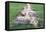 Man Sitting on House Roof in Tiny Agricultural Hamlet Amidst Fields of Vegetables, Rajasthan, India-Annie Owen-Framed Premier Image Canvas