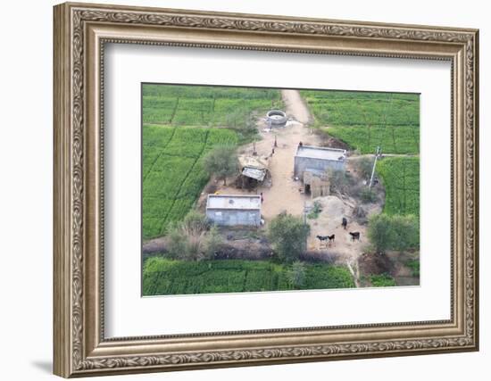 Man Sitting on House Roof in Tiny Agricultural Hamlet Amidst Fields of Vegetables, Rajasthan, India-Annie Owen-Framed Photographic Print