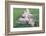 Man Sitting on House Roof in Tiny Agricultural Hamlet Amidst Fields of Vegetables, Rajasthan, India-Annie Owen-Framed Photographic Print